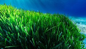 Posidonia