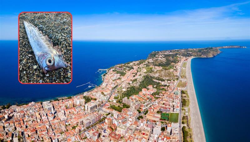 Raro pesce liocorno spiaggiato a Milazzo: sarà esposto in museo