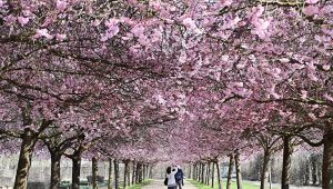 Fioritura dei ciliegi