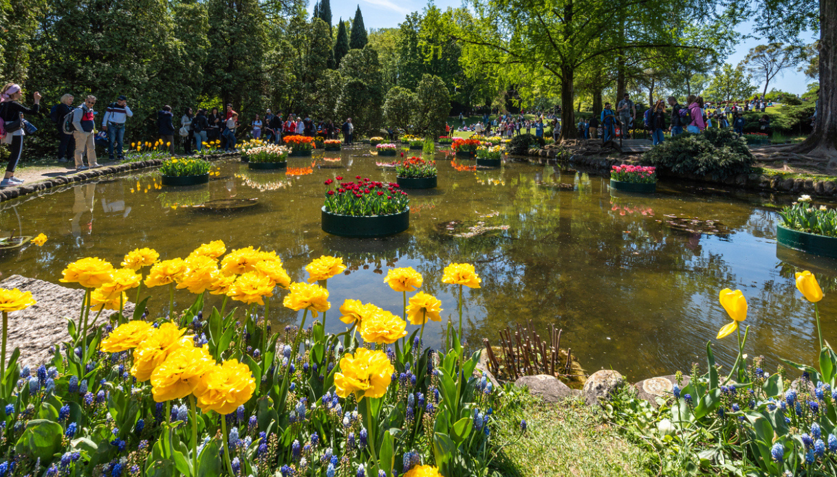 Il Parco Giardino Sigurtà riapre, fioritura di tulipani da record