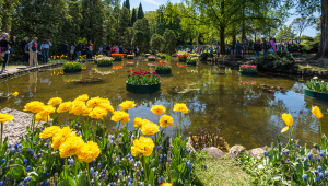 fioritura-tulipani-parco-giardino-sigurta