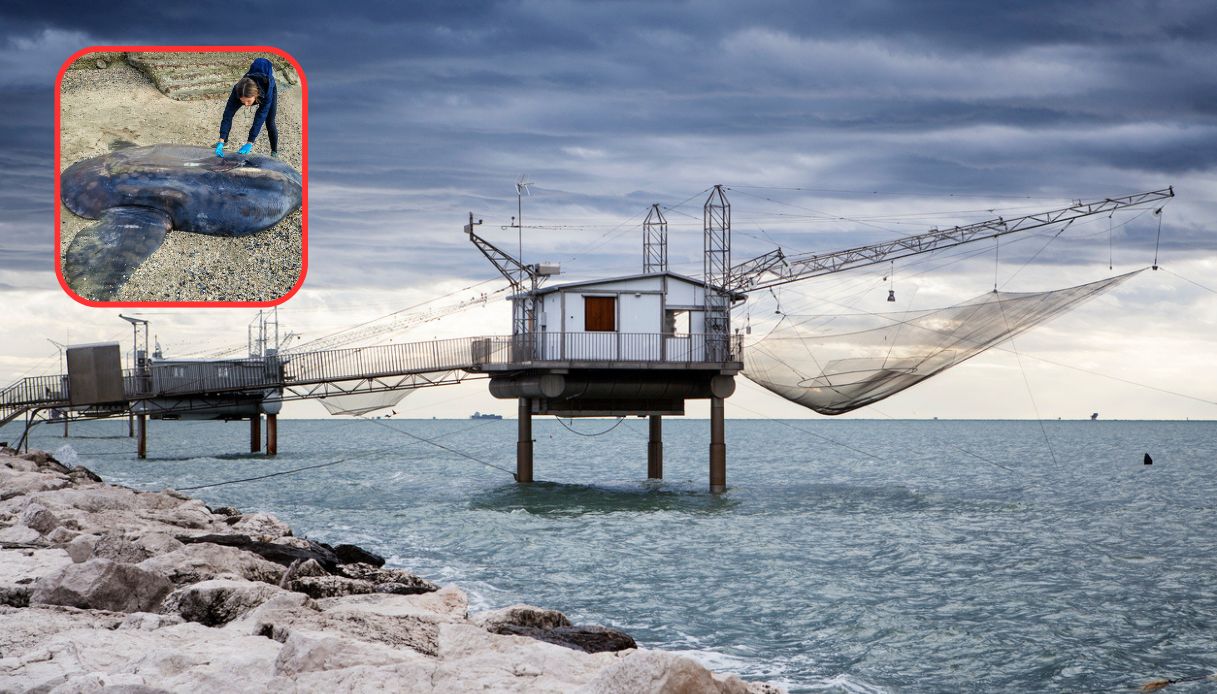 Pesce luna gigante a Marina di Ravenna