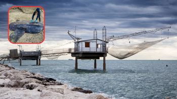 Pesce luna gigante a Marina di Ravenna