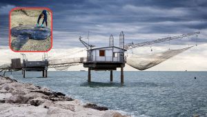 pesce-luna-gigante-marina-di-ravenna