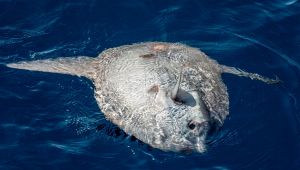 Pesce luna avvistato a Venezia