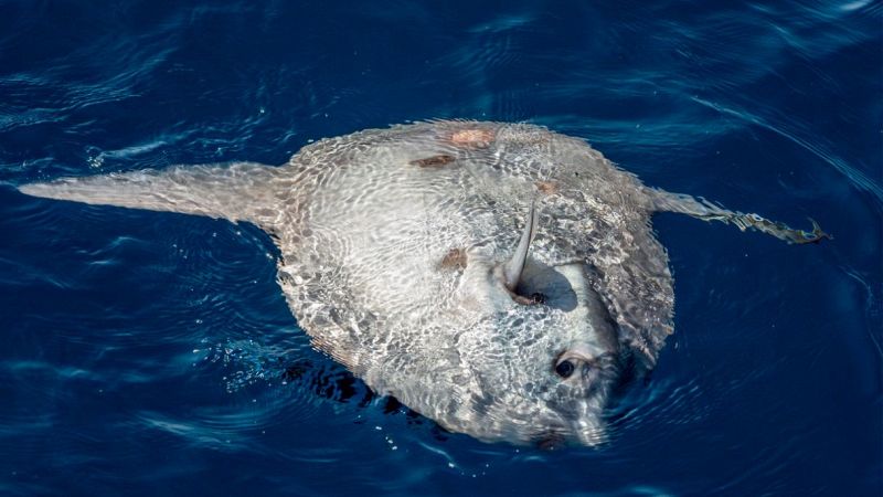 Pesce luna avvistato a Venezia