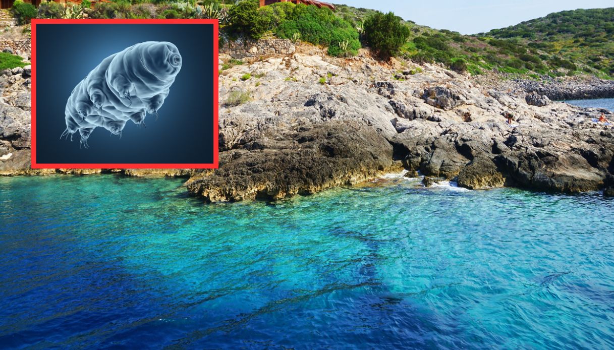 A Giannutri scoperta marietta