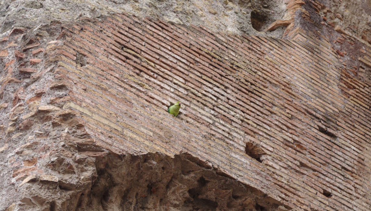 Parrocchetti Roma allarme Colosseo