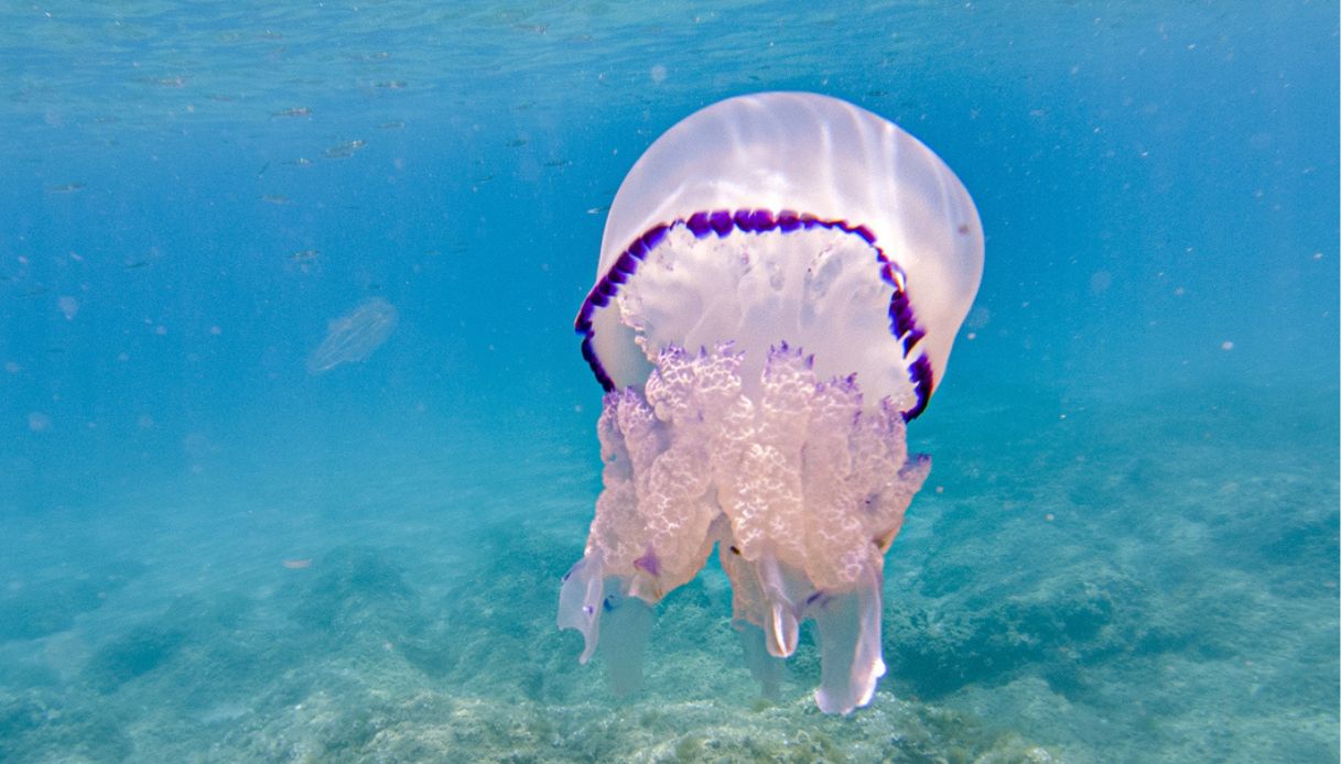Invasione di meduse a Trieste