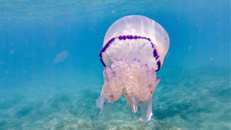 meduse trieste