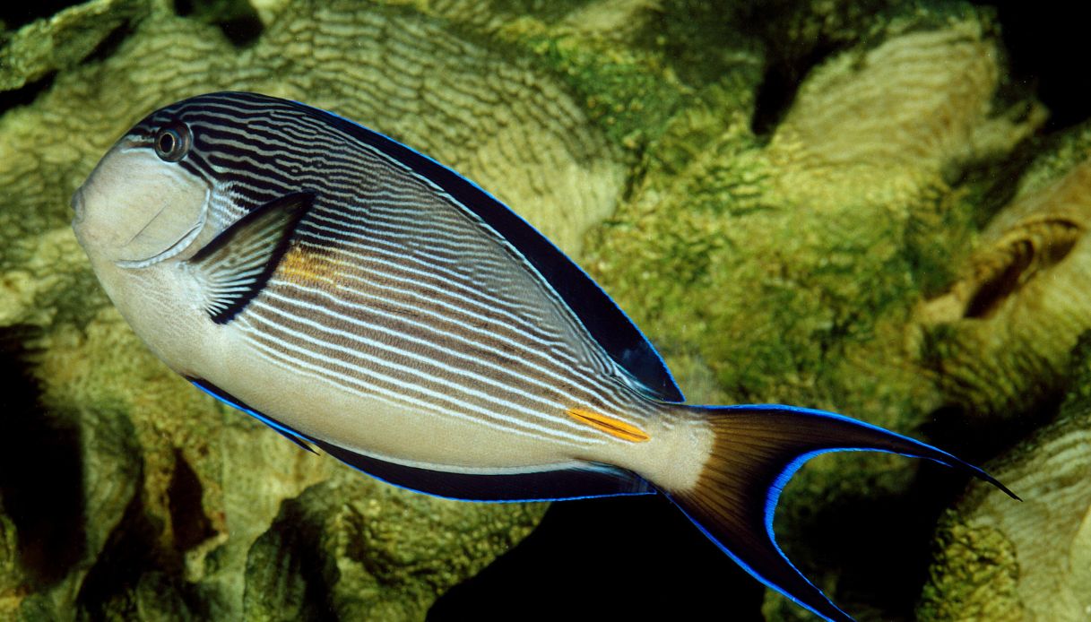 Allarme pesce con le 