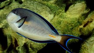 Pesce Chirurgo