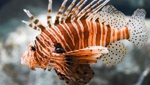 Pesce leone