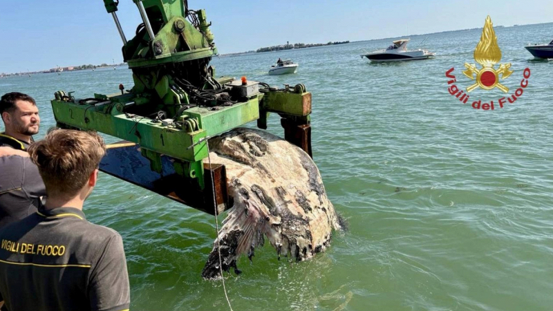 pesce-luna-gigante-venezia-morto-attrazione