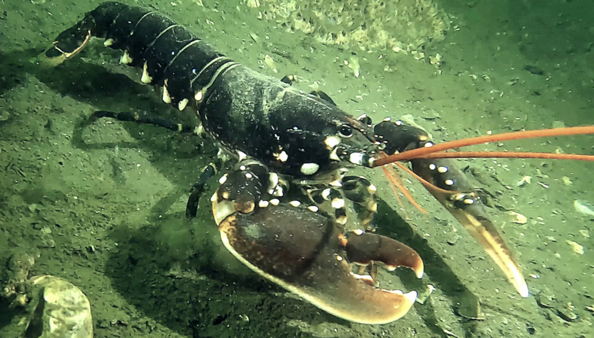 A Pompei turiste comprano e liberano astici