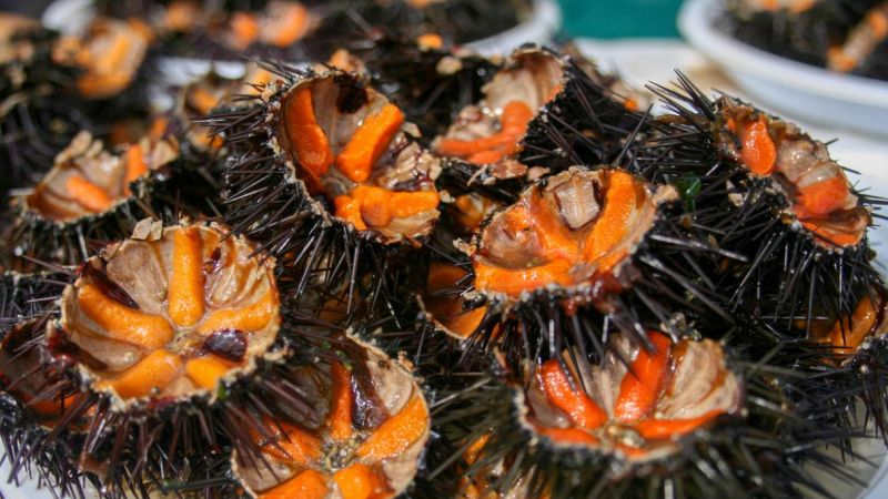 Ricci di mare