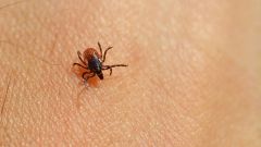 Trovata una nuova specie di zecca sul Carso Triestino
