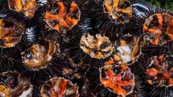 Ricci di mare