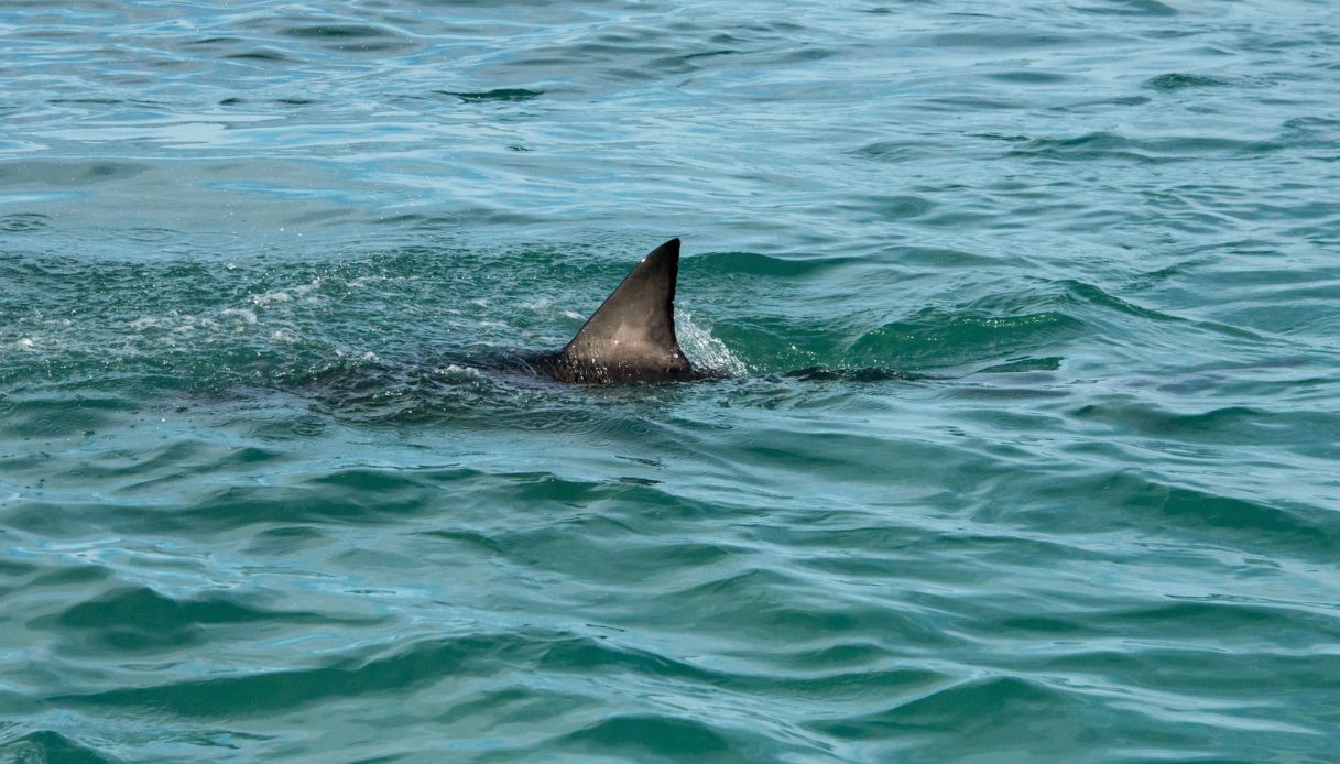 Squalo di 3 metri nel porto di Ancona: la 