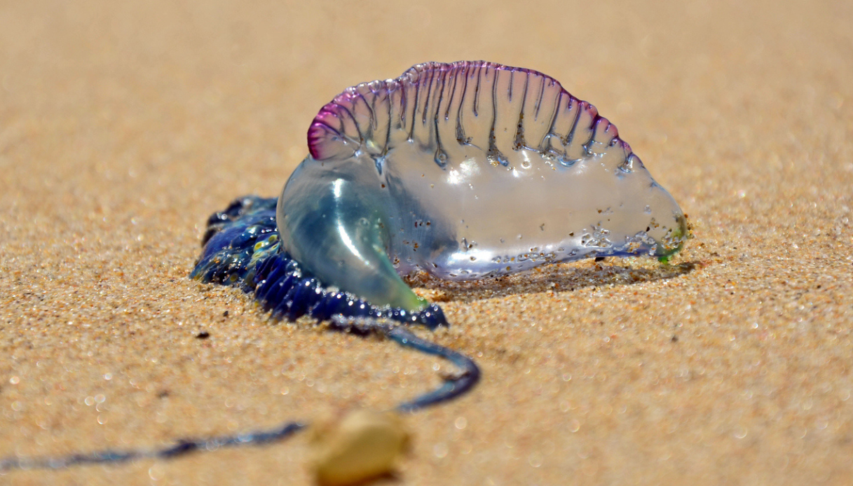 Pesce Palla Maculato