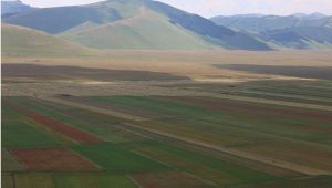 Fioritura di Castelluccio di Norcia