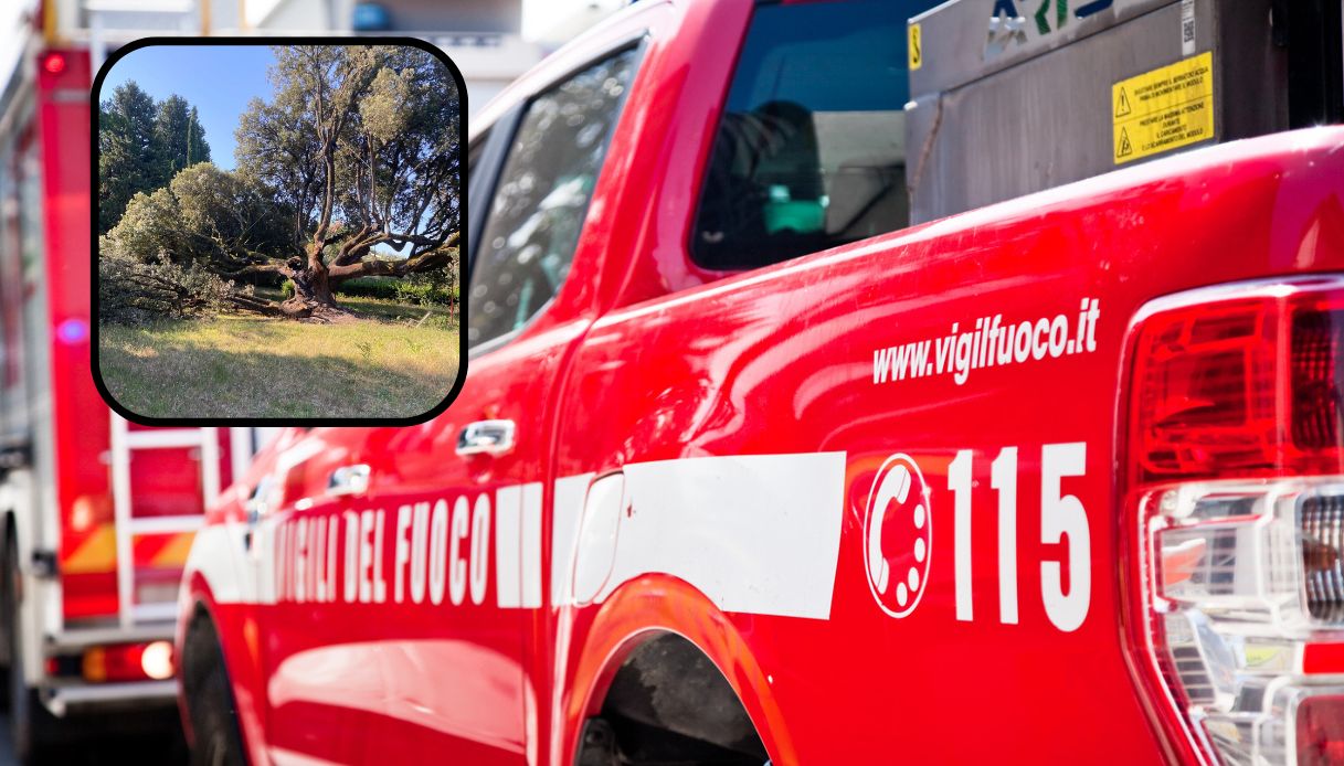 Incendiato leccio di Belmonte
