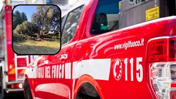 Incendiato leccio di Belmonte