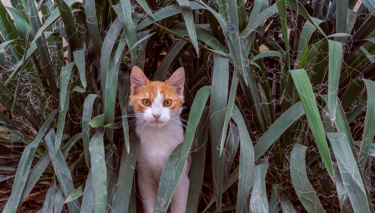 Patentino per gatti in Emilia