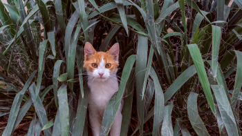 Patentino per gatti in Emilia
