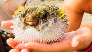 Pesce palla