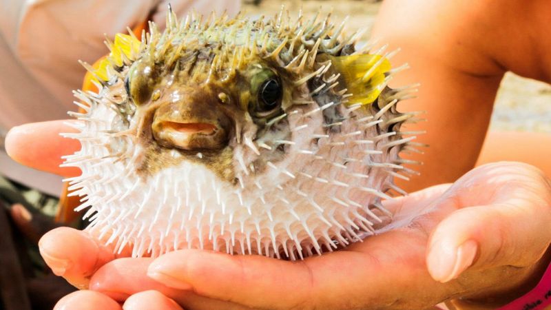 Pesce palla