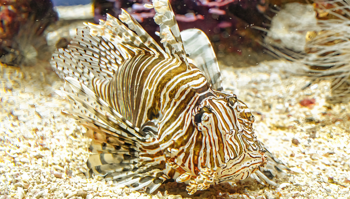Pesce scorpione a Santa Caterina