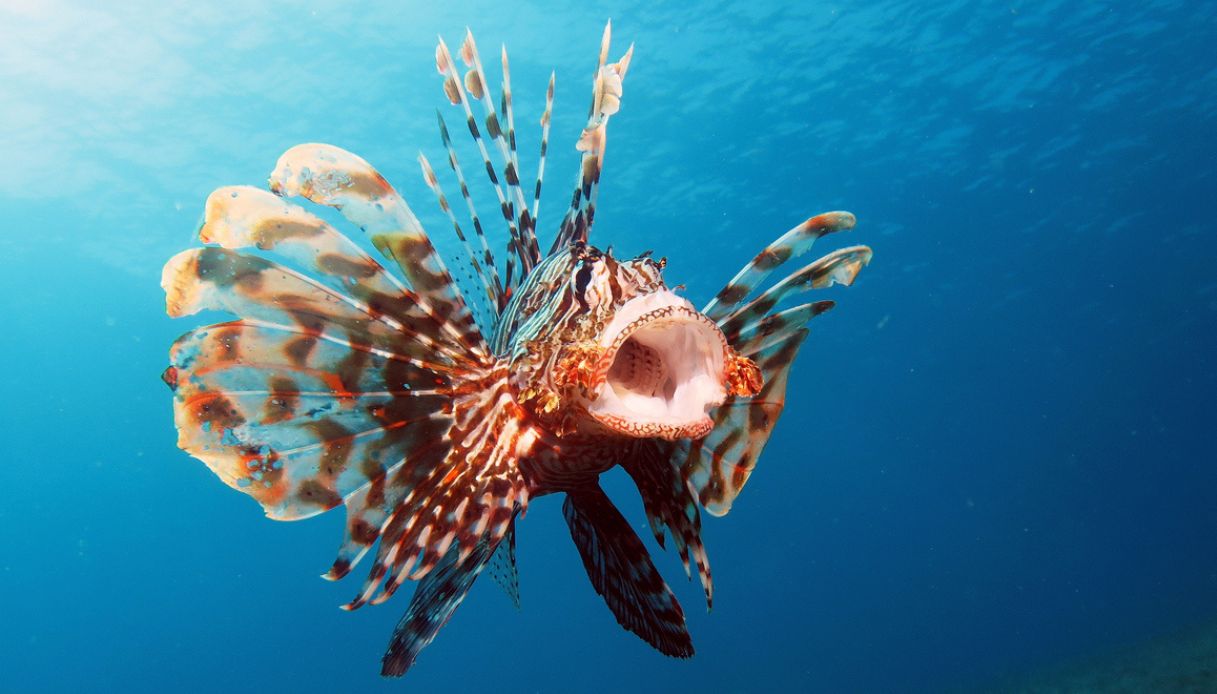 Avvistato pesce scorpione