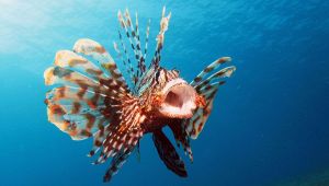 pesce scorpione
