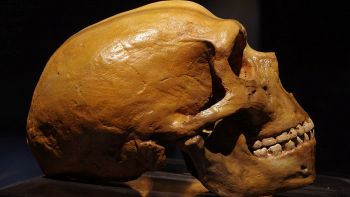 Uomo di Neanderthal