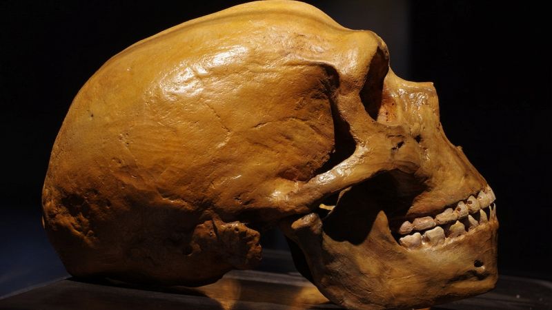 Uomo di Neanderthal