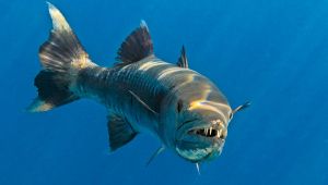 Barracuda