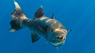 Barracuda