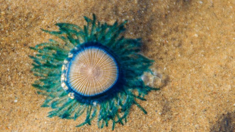 Bottone blu