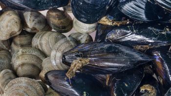 cozze vongole strage
