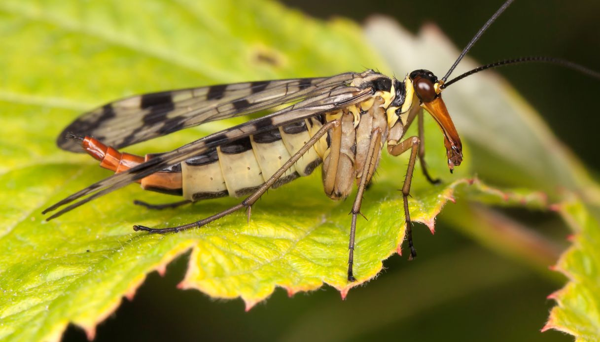Esemplare di mosca scorpione