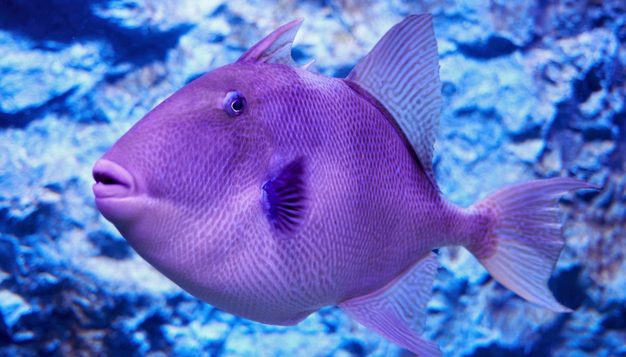 Esemplare di pesce balestra