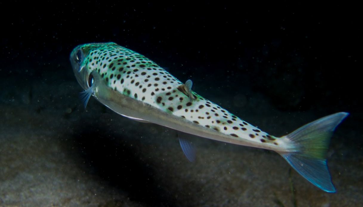 Un pesce palla argenteo