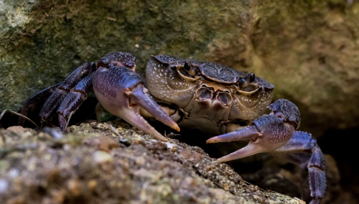 Potamon fluviatile