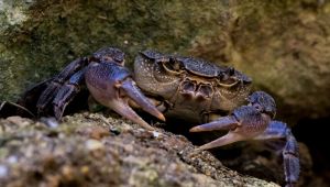 Potamon fluviatile