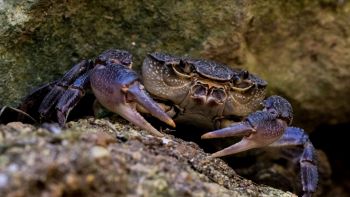 Potamon fluviatile