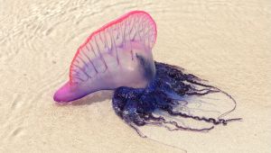 Le specie aliene pericolose in Italia