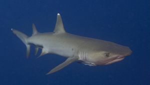 Squalo capopiatto