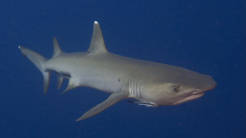 Squalo capopiatto