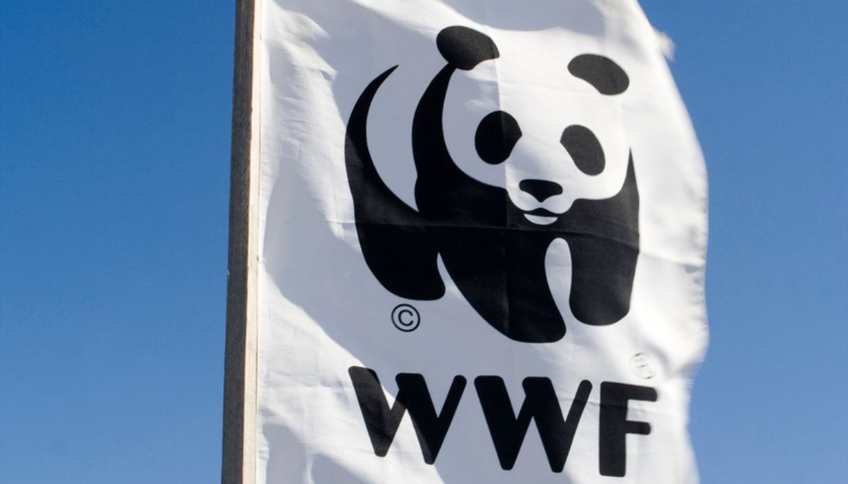 WWF